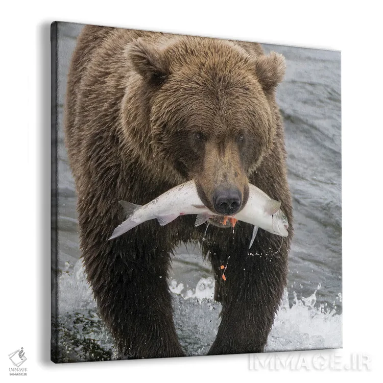 تابلو دکوراتیو Brooks Falls Grizzley Bear Holding A Salmon In Its Mouth,آلاسک… اثر جنت مویر - نمای پرسپکتیو محصول