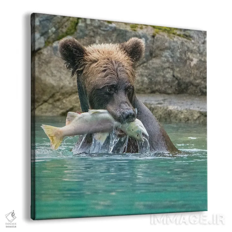 تابلو دکوراتیو Lake Clark Grizzly Bear Holds Fish While Sitting In The Water… اثر جنت مویر - نمای پرسپکتیو محصول
