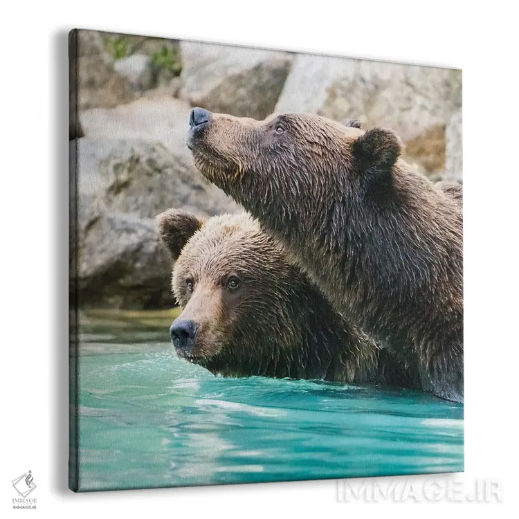 تابلو دکوراتیو Lake Clark Headshots Of Two Grizzly Bears Swimming,آلاسکا، عکس… اثر جنت مویر - نمای پرسپکتیو محصول
