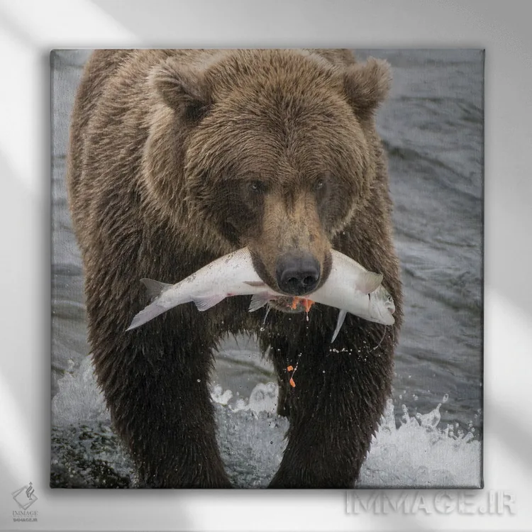تابلو دکوراتیو Brooks Falls Grizzley Bear Holding A Salmon In Its Mouth,آلاسک… اثر جنت مویر - نمای روبهرو روی دیوار
