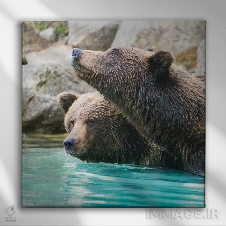 تابلو دکوراتیو Lake Clark Headshots Of Two Grizzly Bears Swimming,آلاسکا، عکس… اثر جنت مویر - نمای روبهرو روی دیوار