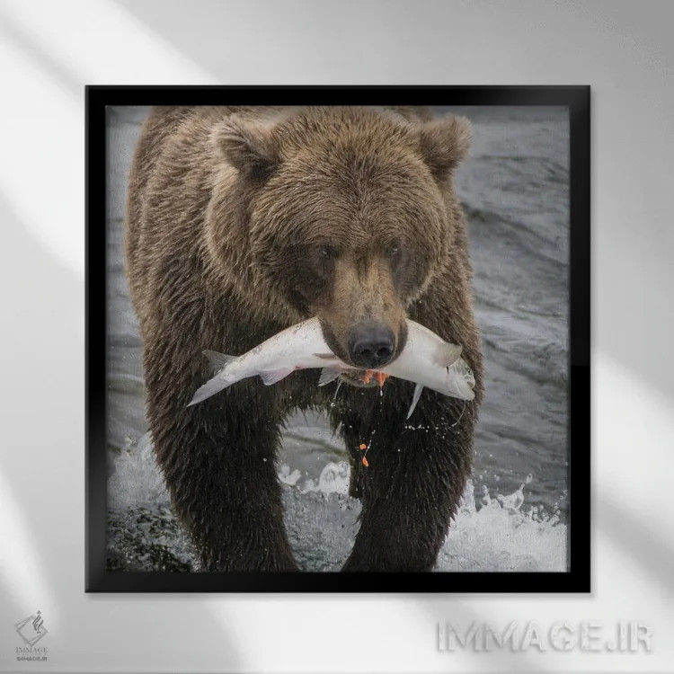 تابلو دکوراتیو Brooks Falls Grizzley Bear Holding A Salmon In Its Mouth,آلاسک… اثر جنت مویر - نمای قابدار مشکی