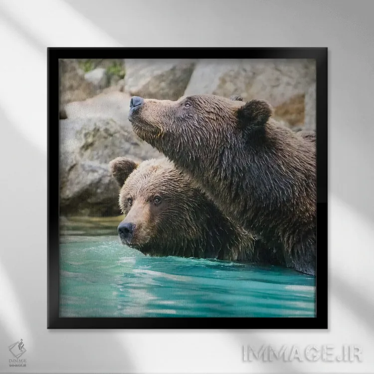 تابلو دکوراتیو Lake Clark Headshots Of Two Grizzly Bears Swimming,آلاسکا، عکس… اثر جنت مویر - نمای قابدار مشکی