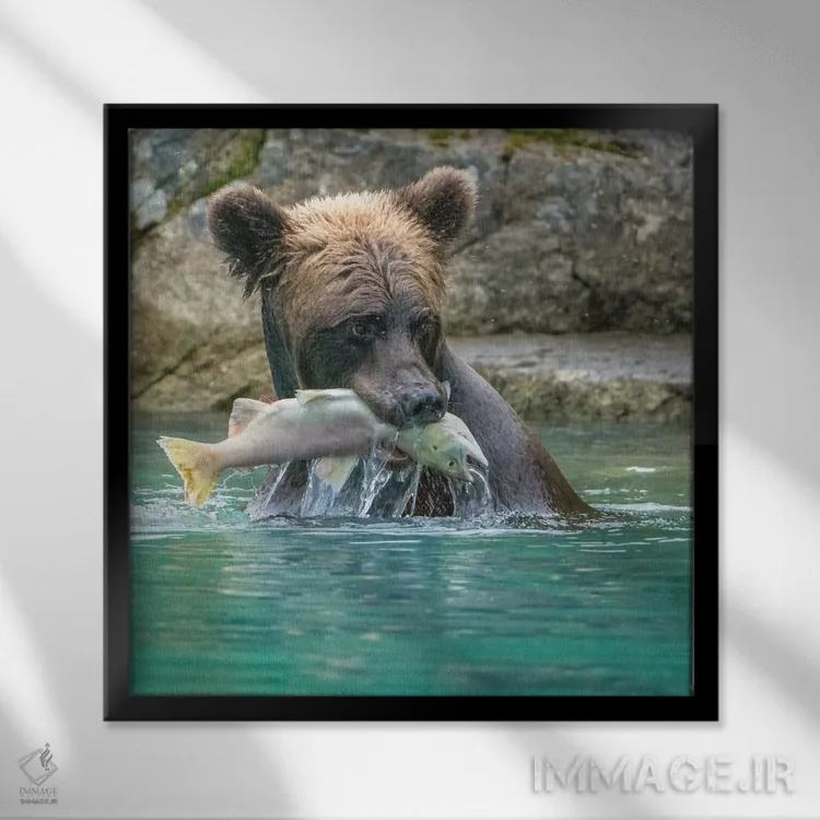 تابلو دکوراتیو Lake Clark Grizzly Bear Holds Fish While Sitting In The Water… اثر جنت مویر - نمای قابدار مشکی