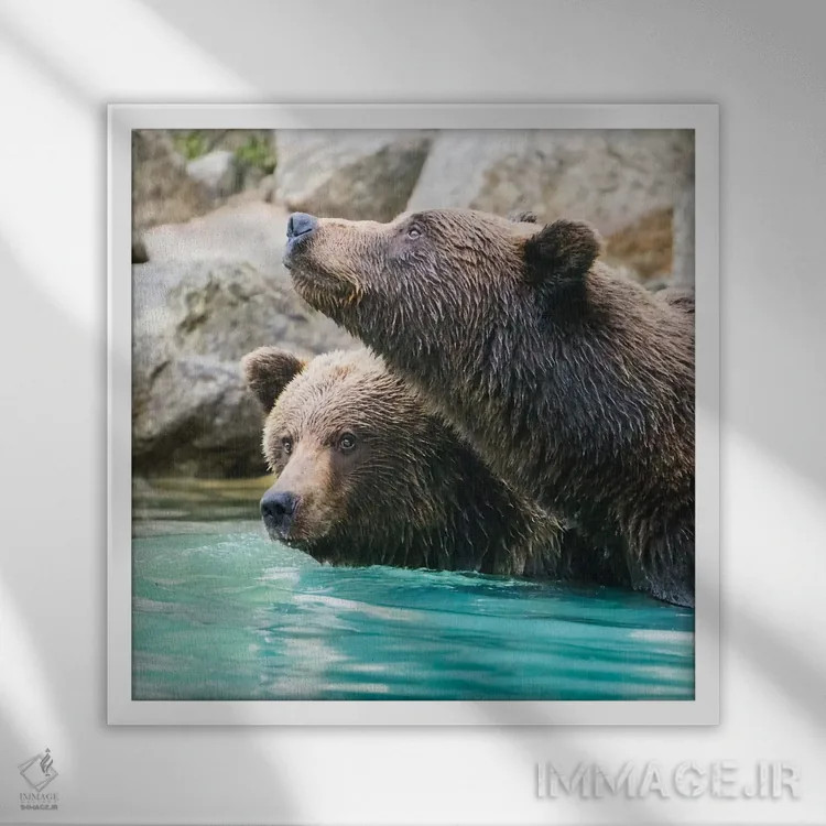 تابلو دکوراتیو Lake Clark Headshots Of Two Grizzly Bears Swimming,آلاسکا، عکس… اثر جنت مویر - نمای قابدار سفید
