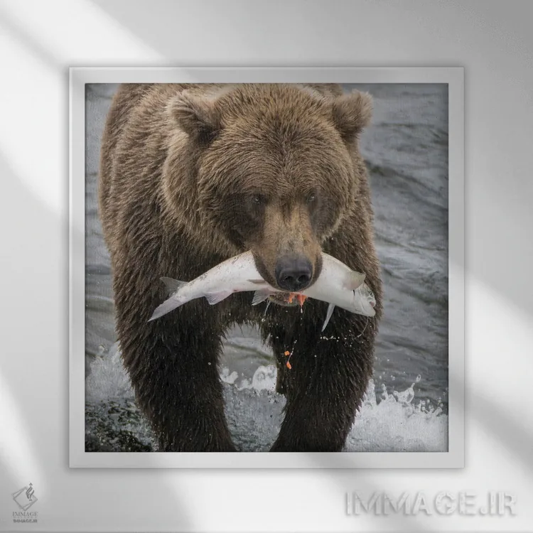 تابلو دکوراتیو Brooks Falls Grizzley Bear Holding A Salmon In Its Mouth,آلاسک… اثر جنت مویر - نمای قابدار سفید