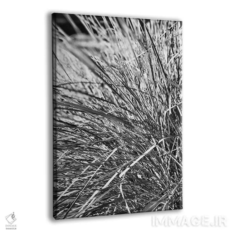 تابلو دکوراتیو عکاسی انتزاعی برگ های گیاه سیاه و سفید اثر پیج ترنر - نمای پرسپکتیو محصول