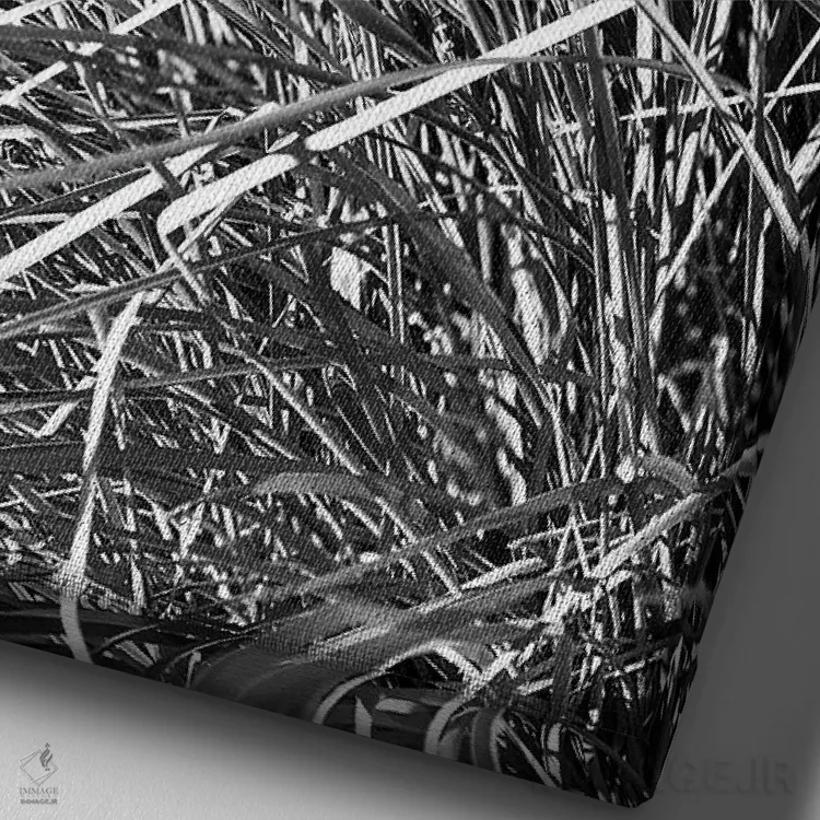 تابلو دکوراتیو عکاسی انتزاعی برگ های گیاه سیاه و سفید اثر پیج ترنر - نمای نزدیک بافت بوم