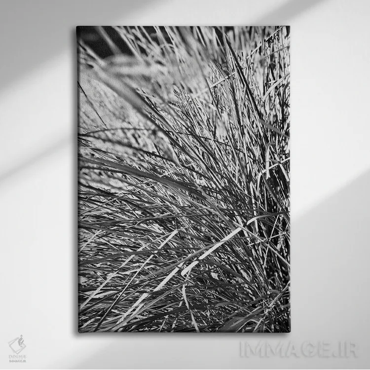 تابلو دکوراتیو عکاسی انتزاعی برگ های گیاه سیاه و سفید اثر پیج ترنر - نمای روبهرو روی دیوار