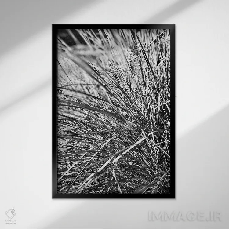 تابلو دکوراتیو عکاسی انتزاعی برگ های گیاه سیاه و سفید اثر پیج ترنر - نمای قابدار مشکی