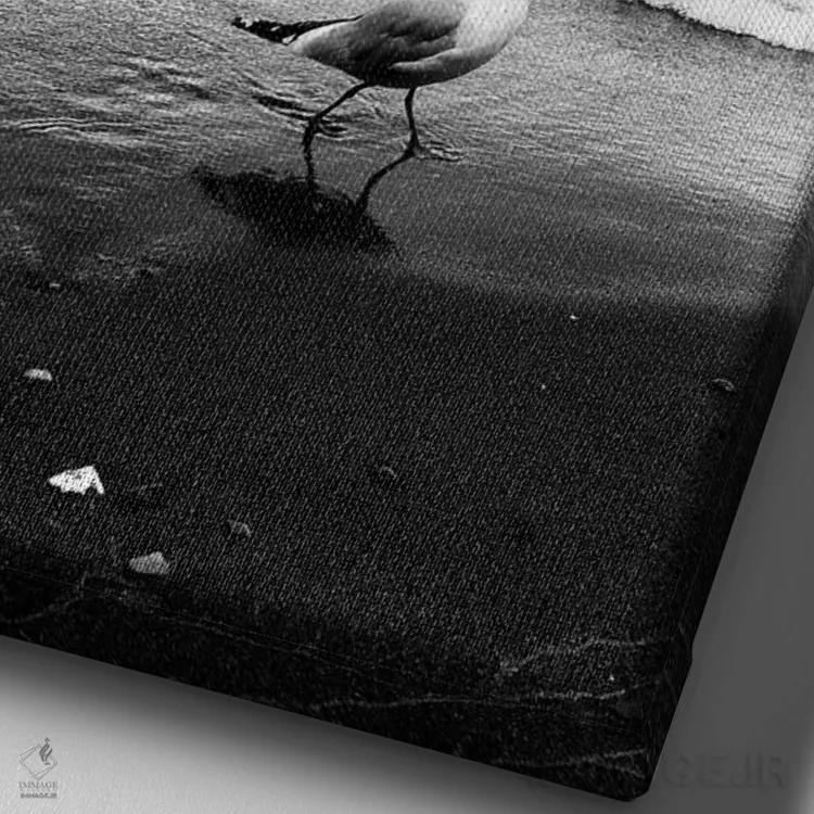 تابلو دکوراتیو مرغ دریایی I اثر دانی کوئلن - نمای نزدیک بافت بوم