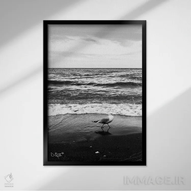 تابلو دکوراتیو مرغ دریایی I اثر دانی کوئلن - نمای قابدار مشکی