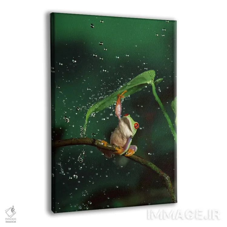 تابلو دکوراتیو قورباغه درختی با چشم قرمز در باران اثر مایکل دورهام - نمای پرسپکتیو محصول
