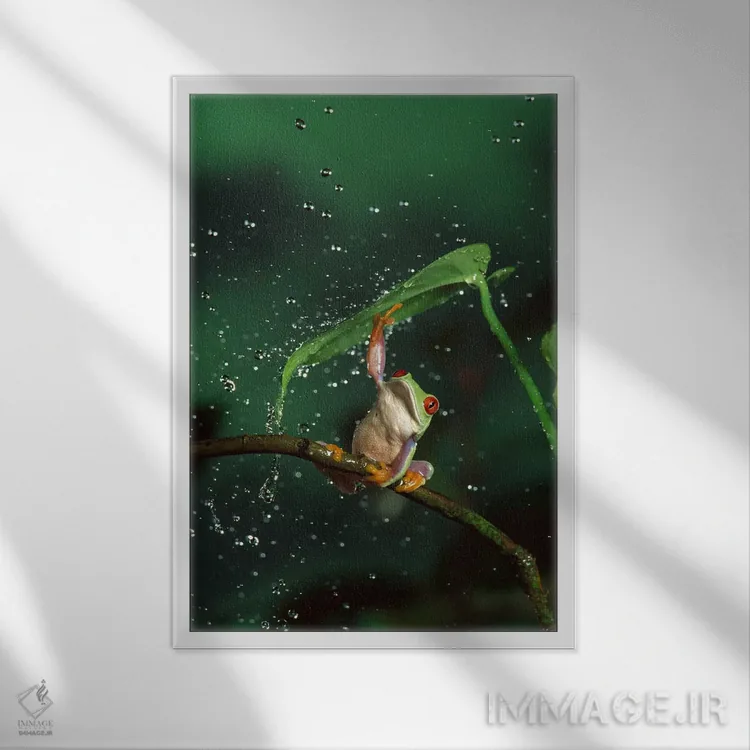 تابلو دکوراتیو قورباغه درختی با چشم قرمز در باران اثر مایکل دورهام - نمای قابدار سفید
