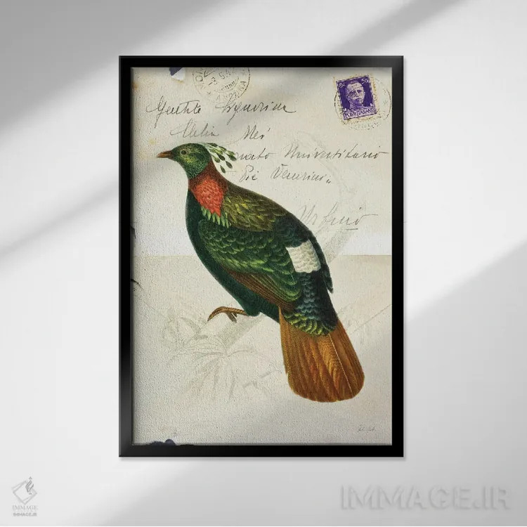 تابلو دکوراتیو پرنده زیبا ۴ اثر دبورا رول - نمای قابدار مشکی