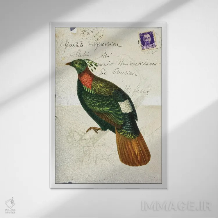 تابلو دکوراتیو پرنده زیبا ۴ اثر دبورا رول - نمای قابدار سفید