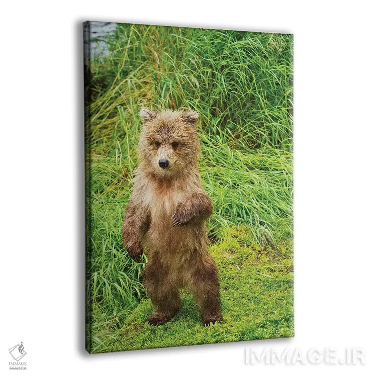 تابلو دکوراتیو توله های خرس قهوه ای ایستاده روی کرانه علفی رود بروکس، پارک… اثر دیزاین پیکس - نمای پرسپکتیو محصول