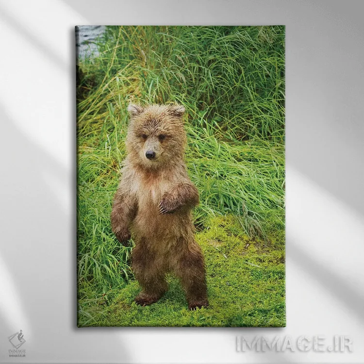 تابلو دکوراتیو توله های خرس قهوه ای ایستاده روی کرانه علفی رود بروکس، پارک… اثر دیزاین پیکس - نمای روبهرو روی دیوار