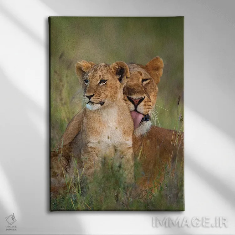 تابلو دکوراتیو شیر ماده در حال تمیز کردن توله اش هنگام گرگ و میش، کنیا، پن… اثر دیزاین پیکس - نمای روبهرو روی دیوار