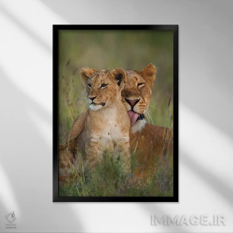 تابلو دکوراتیو شیر ماده در حال تمیز کردن توله اش هنگام گرگ و میش، کنیا، پن… اثر دیزاین پیکس - نمای قابدار مشکی