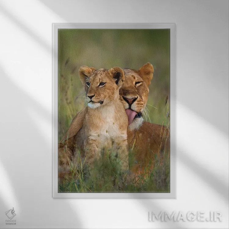 تابلو دکوراتیو شیر ماده در حال تمیز کردن توله اش هنگام گرگ و میش، کنیا، پن… اثر دیزاین پیکس - نمای قابدار سفید