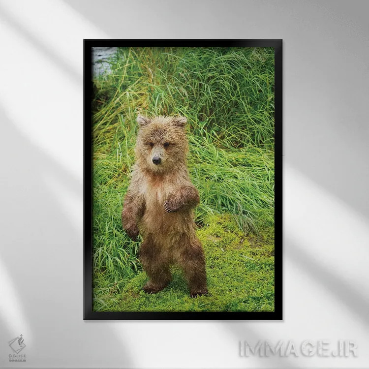 تابلو دکوراتیو توله های خرس قهوه ای ایستاده روی کرانه علفی رود بروکس، پارک… اثر دیزاین پیکس - نمای قابدار مشکی