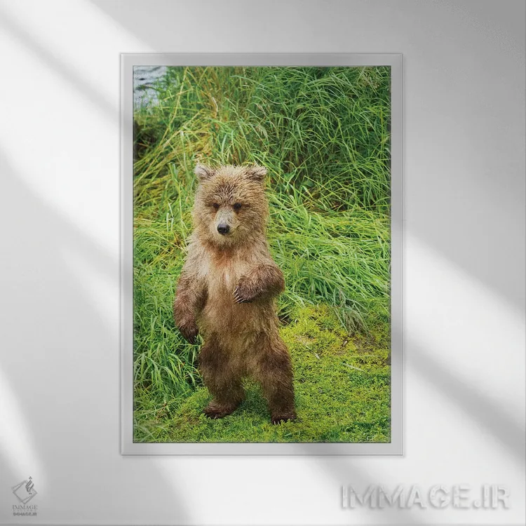 تابلو دکوراتیو توله های خرس قهوه ای ایستاده روی کرانه علفی رود بروکس، پارک… اثر دیزاین پیکس - نمای قابدار سفید
