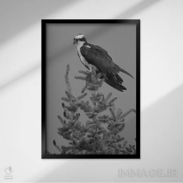 تابلو دکوراتیو عقاب ماهیگیر اثر دن اسپرول - نمای قابدار مشکی