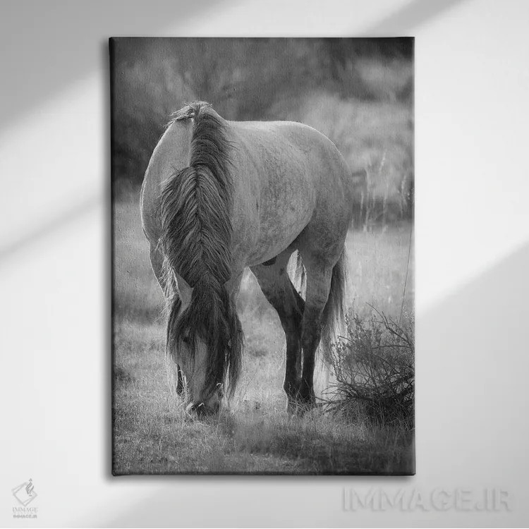 تابلو دکوراتیو اسب وحشی در حال چرا اثر دن اسپرول - نمای روبهرو روی دیوار