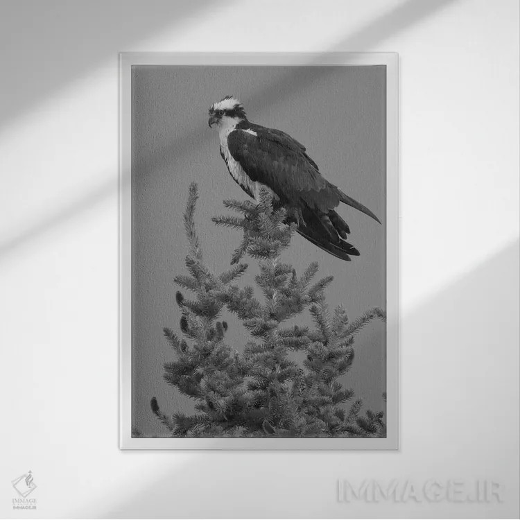 تابلو دکوراتیو عقاب ماهیگیر اثر دن اسپرول - نمای قابدار سفید