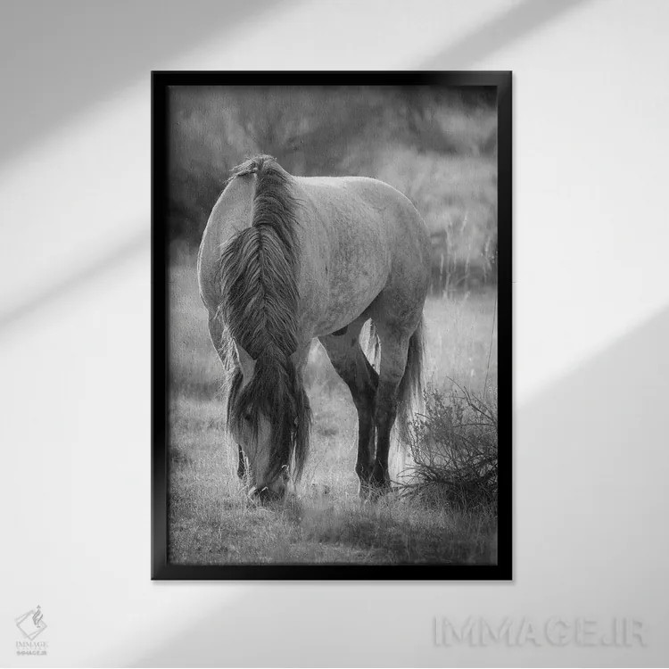 تابلو دکوراتیو اسب وحشی در حال چرا اثر دن اسپرول - نمای قابدار مشکی