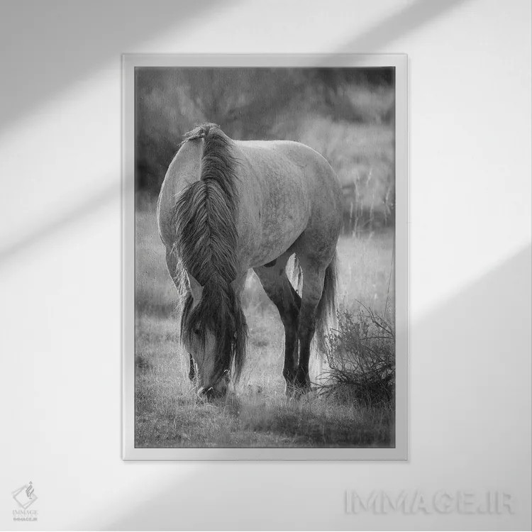 تابلو دکوراتیو اسب وحشی در حال چرا اثر دن اسپرول - نمای قابدار سفید