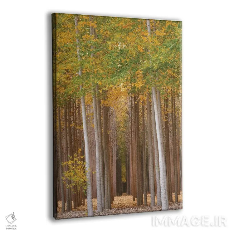 تابلو دکوراتیو درخشش جنگل اثر داتلیش - نمای پرسپکتیو محصول