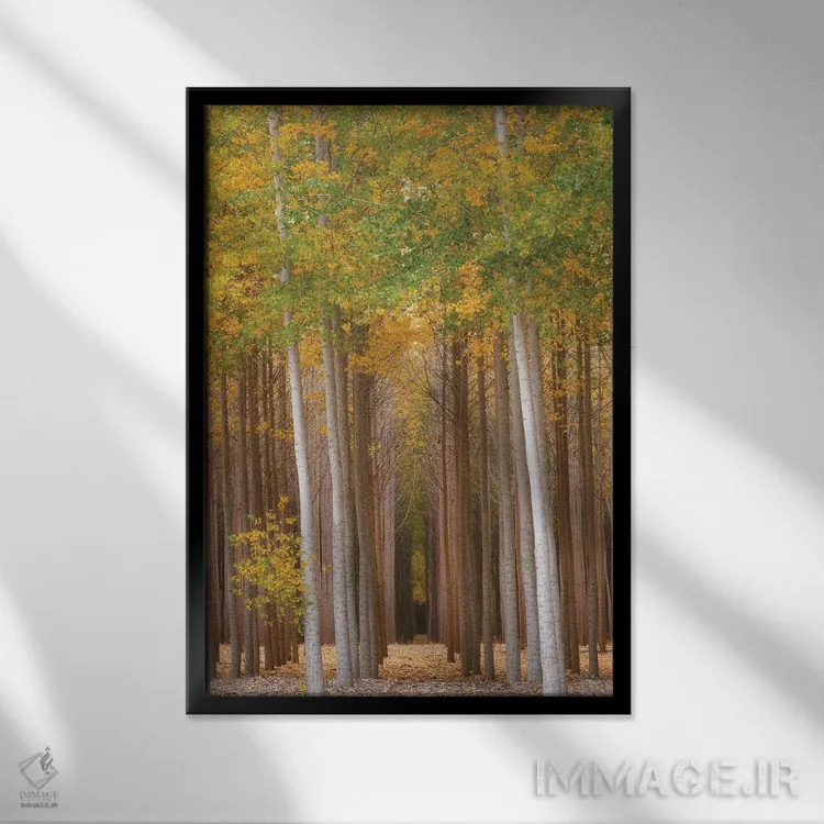 تابلو دکوراتیو درخشش جنگل اثر داتلیش - نمای قابدار مشکی