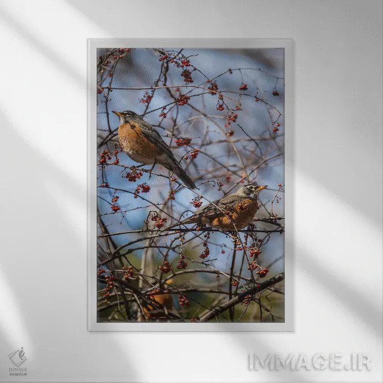 تابلو دکوراتیو روبین های بهاری اثر دیوید گارباورر - نمای قابدار سفید