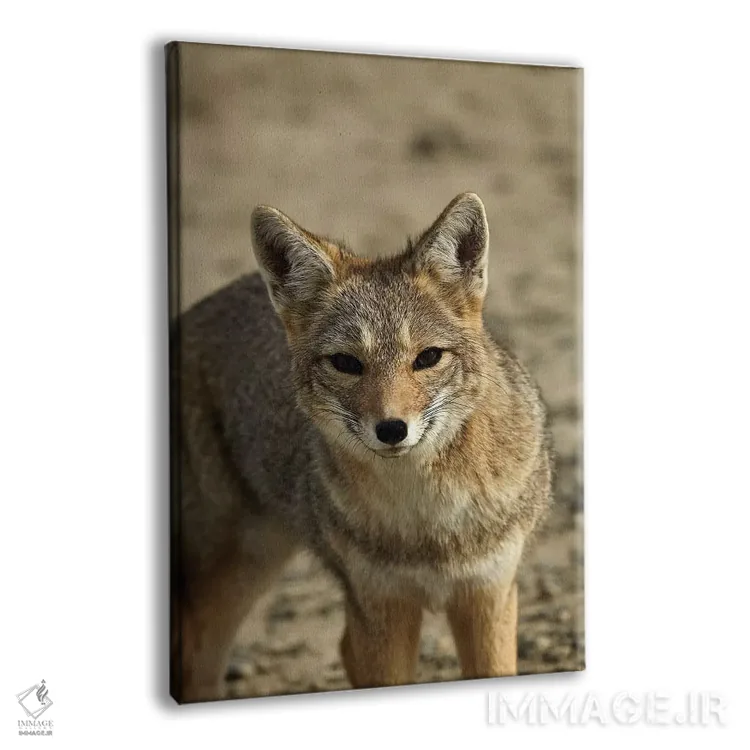 تابلو دکوراتیو روباه خاکستری آمریکای جنوبی ، پاتاگونیا، آرژانتین اثر دیوید وال - نمای پرسپکتیو محصول