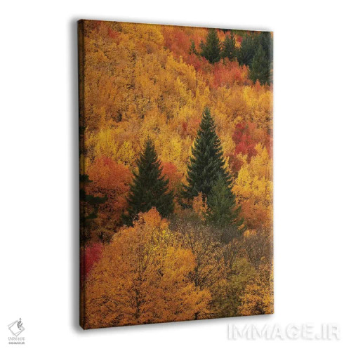 تابلو دکوراتیو درختان پاییزی، اروتاون، نزدیک کویینزتاون، اوتاگو، جزیره جنوبی… اثر دیوید وال - نمای پرسپکتیو محصول