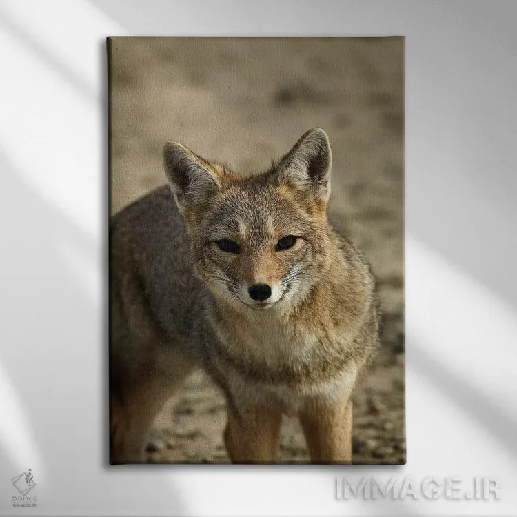 تابلو دکوراتیو روباه خاکستری آمریکای جنوبی ، پاتاگونیا، آرژانتین اثر دیوید وال - نمای روبهرو روی دیوار