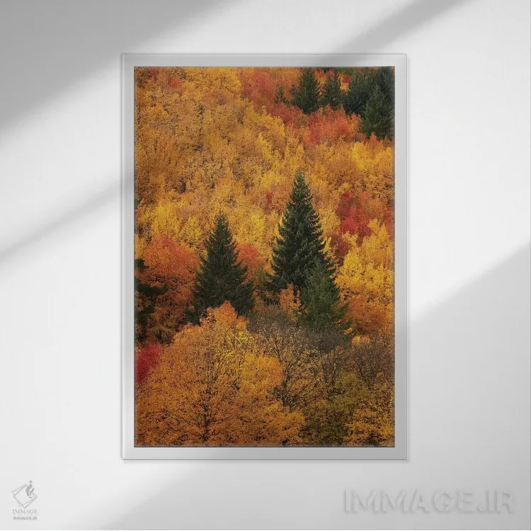 تابلو دکوراتیو درختان پاییزی، اروتاون، نزدیک کویینزتاون، اوتاگو، جزیره جنوبی… اثر دیوید وال - نمای قابدار سفید