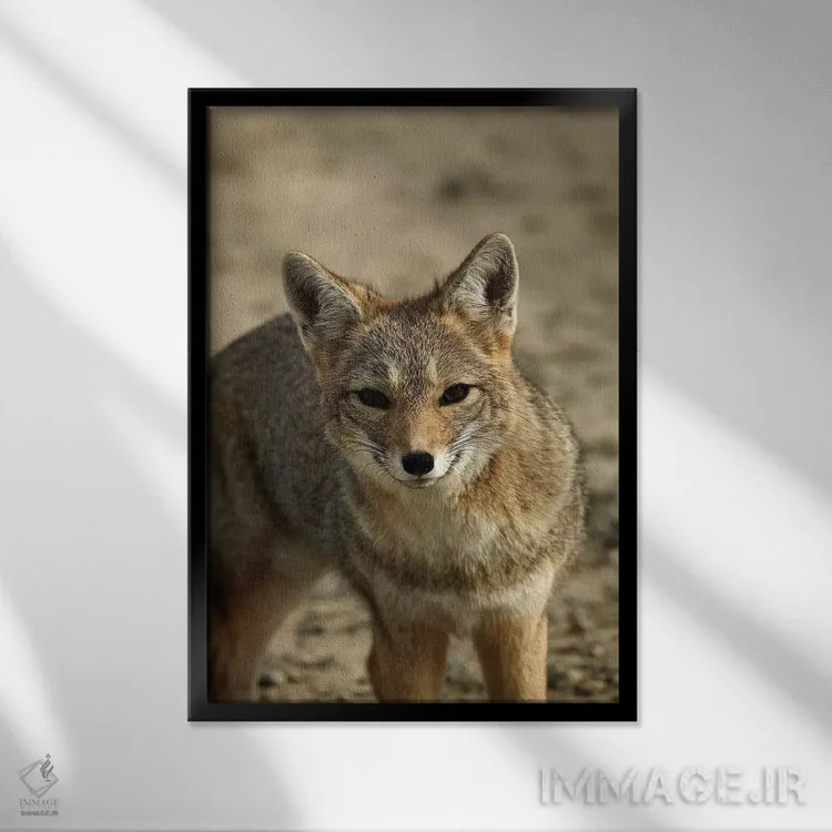 تابلو دکوراتیو روباه خاکستری آمریکای جنوبی ، پاتاگونیا، آرژانتین اثر دیوید وال - نمای قابدار مشکی
