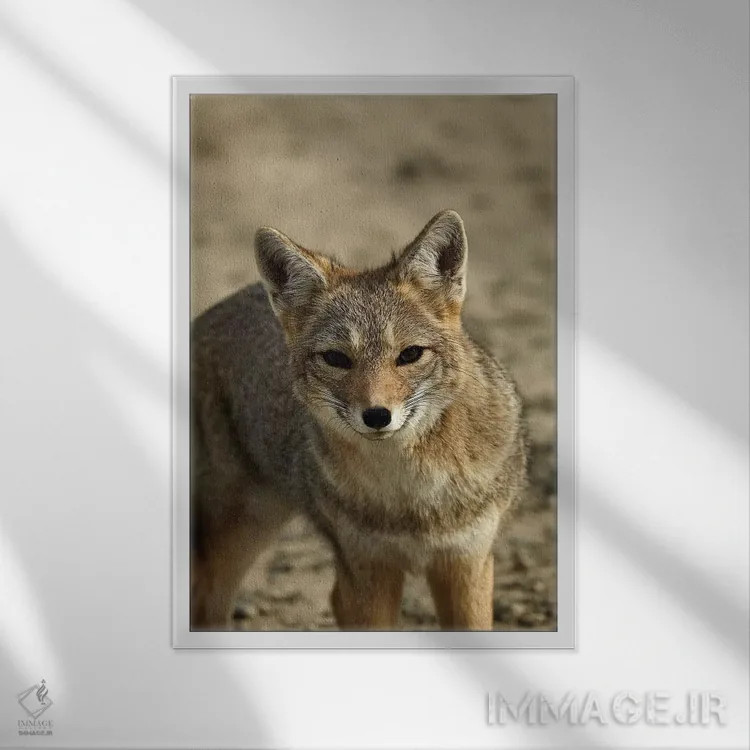 تابلو دکوراتیو روباه خاکستری آمریکای جنوبی ، پاتاگونیا، آرژانتین اثر دیوید وال - نمای قابدار سفید