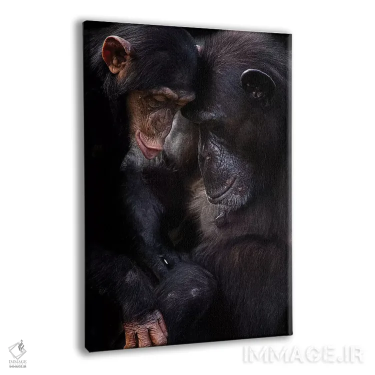 تابلو دکوراتیو شامپانزه ها اثر دیوید وولن - نمای پرسپکتیو محصول