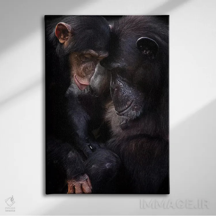 تابلو دکوراتیو شامپانزه ها اثر دیوید وولن - نمای روبهرو روی دیوار