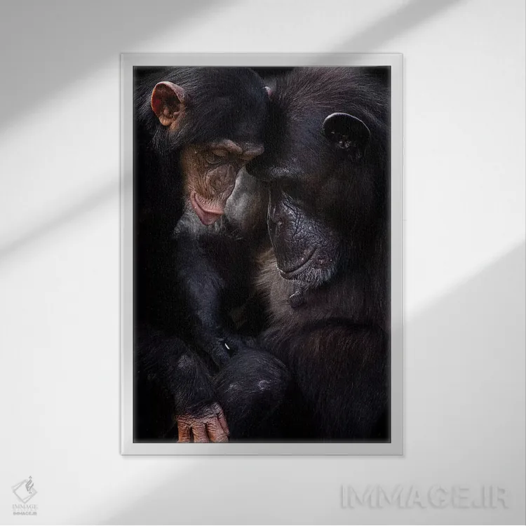 تابلو دکوراتیو شامپانزه ها اثر دیوید وولن - نمای قابدار سفید