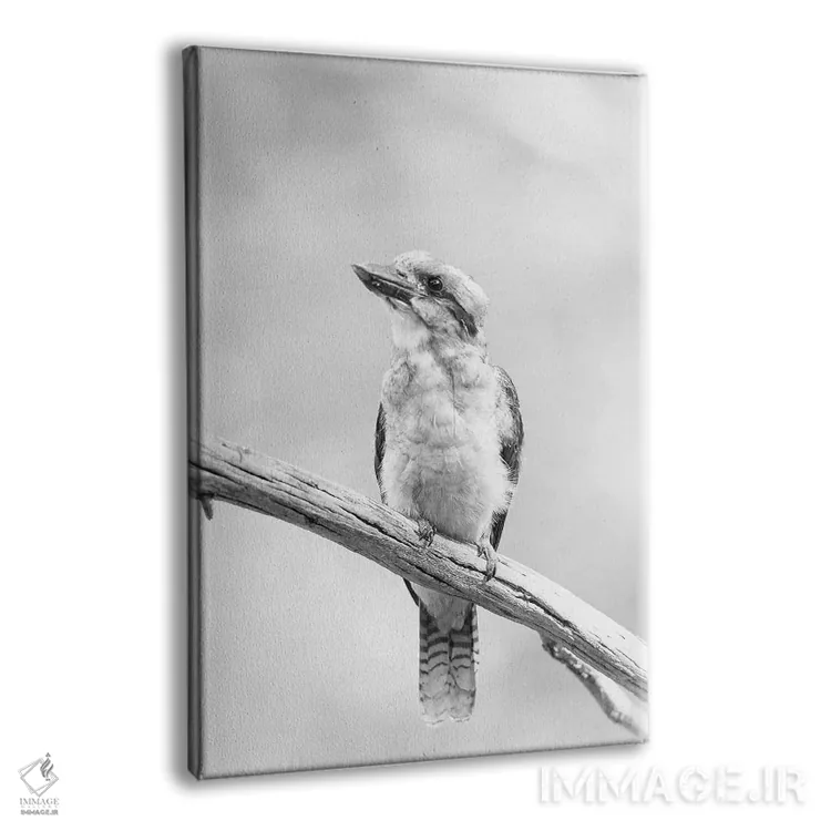 تابلو دکوراتیو کوکابورا اثر دیوید وولن - نمای پرسپکتیو محصول