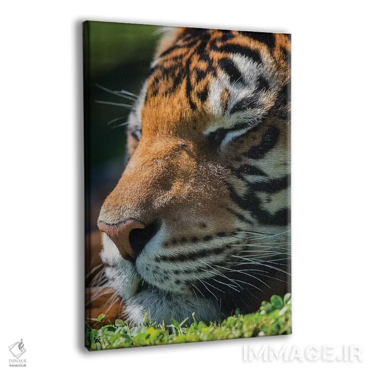 تابلو دکوراتیو ببر بنگال در حال خواب اثر دیوید وولن - نمای پرسپکتیو محصول