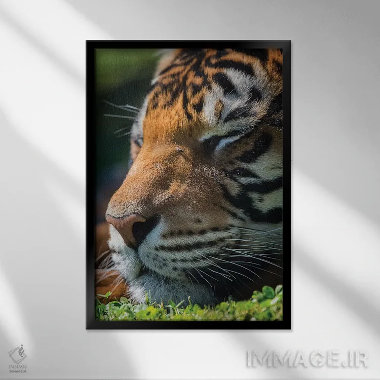 تابلو دکوراتیو ببر بنگال در حال خواب اثر دیوید وولن - نمای قابدار مشکی