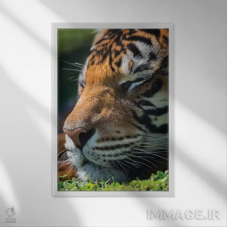 تابلو دکوراتیو ببر بنگال در حال خواب اثر دیوید وولن - نمای قابدار سفید
