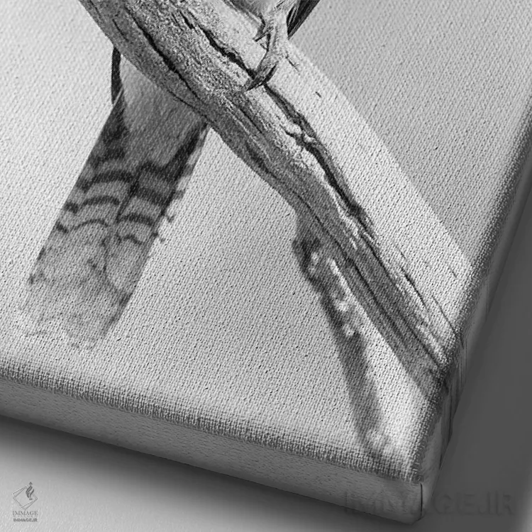 تابلو دکوراتیو کوکابورا اثر دیوید وولن - نمای نزدیک بافت بوم