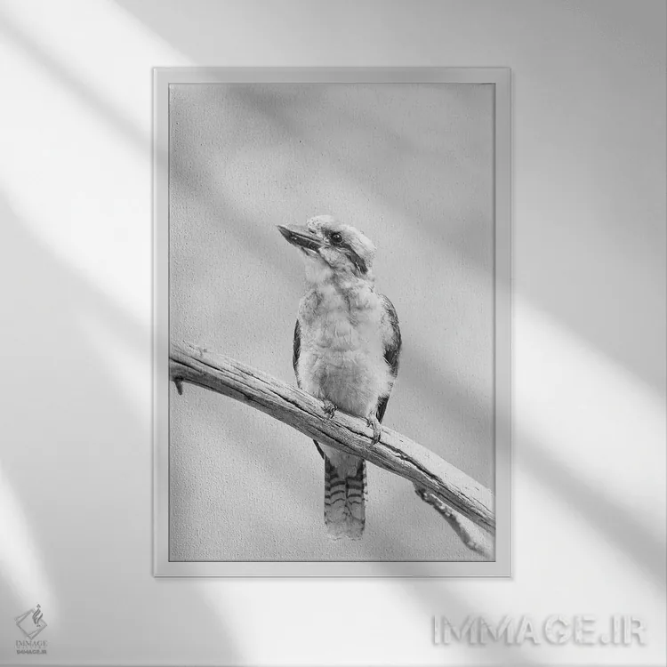 تابلو دکوراتیو کوکابورا اثر دیوید وولن - نمای قابدار سفید